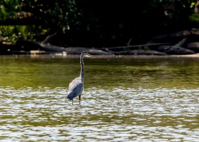 Great Blue Heron Wading in the Water