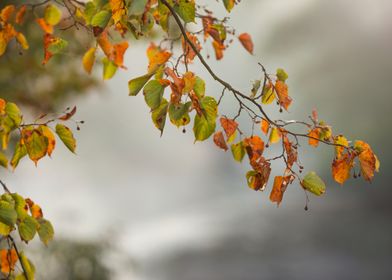 Autumn Leaves Branch