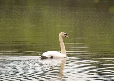 White Swan on Calm Water