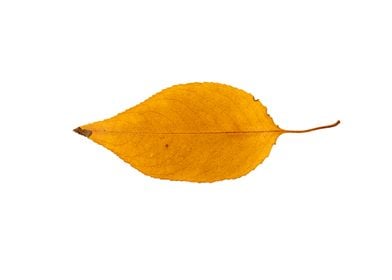 Bright Yellow Ash Leaf