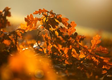 Autumn Oak Leaves