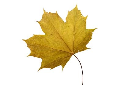 Single Yellowish Green Maple Leaf in Autumn