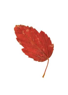 Single Red Autumn Maple Leaf