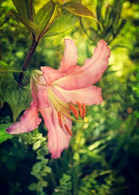 Pink Lily Blossom