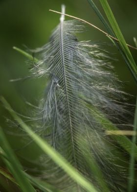 Single Feather in Grass