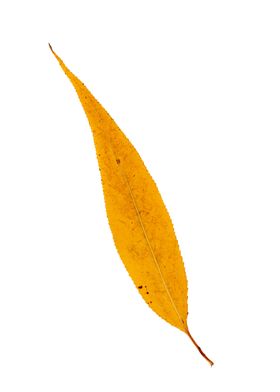 Single Yellow Willow Leaf