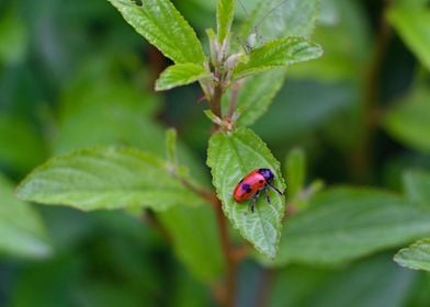 Red Beetle on Leaf