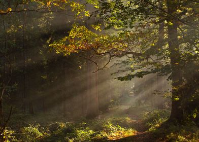 Sunbeams in the Forest