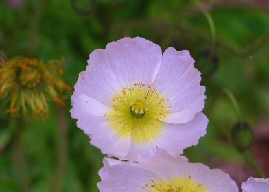 White Poppy Flower Close-Up