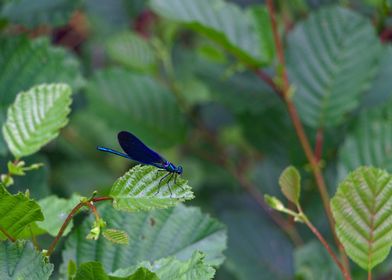 Blue Dragonfly on Leaf