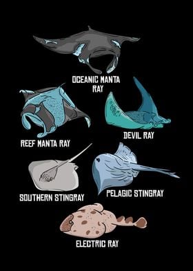 Types Of Manta Rays Species Stingray Underwater Ray