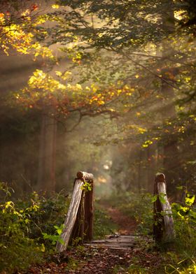 Forest Path Bridge