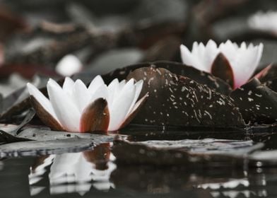 Water Lily Bloom