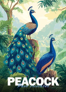 Peacock Illustration