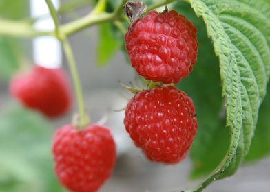 Ripe Raspberries on Branch