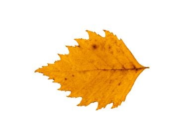 Golden Poplar Leaf in Autumn