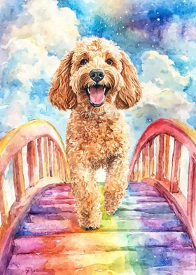 Labradoodle  Rainbow Bridge