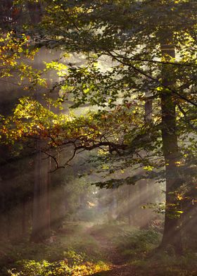 Sunbeams in the Forest