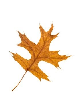 Single Orange Oak Leaf in Autumn