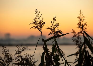 Silhouetted Grass at Sunset