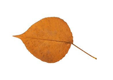 Single Linden Tree Autumn Leaf