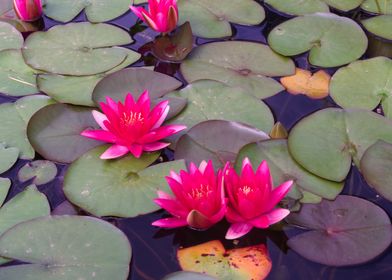 Water Lily Pond