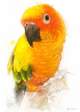 Sun Conure Parrot Watercolor