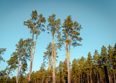 Tall Pines Against Blue Sky