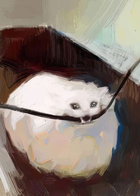 White Cat in a Hammock