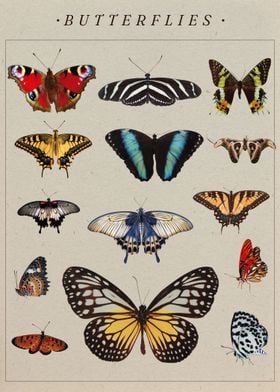 Butterfly Collection