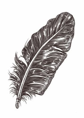 Detailed Feather Illustration