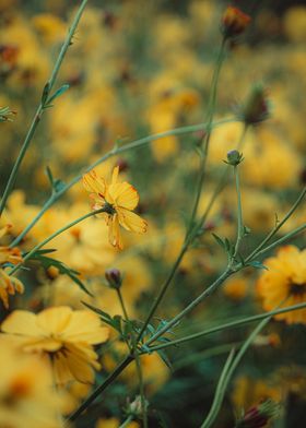 Yellow Flower Field