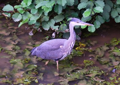 Grey Heron in Shallow Water