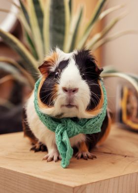 Cute Guinea Pig in Scarf