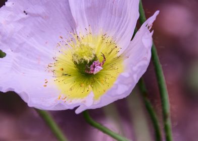 Spider on Poppy