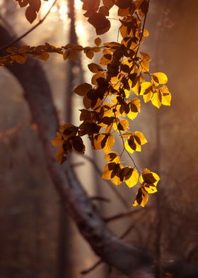 Golden Leaves in Sunlight