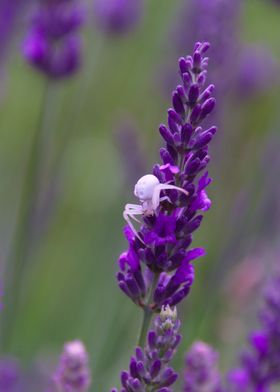 White Spider on Lavender