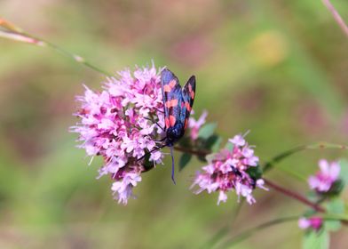 Black and Red Moth on Flower