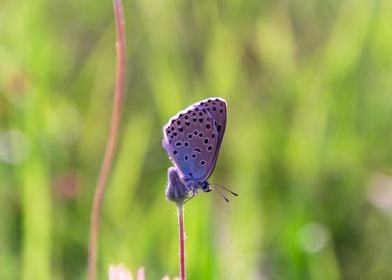 Blue Butterfly on a Stem