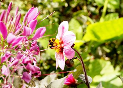 Bumble Bee 2 Colour, Hinton Ampner, Summer 2023