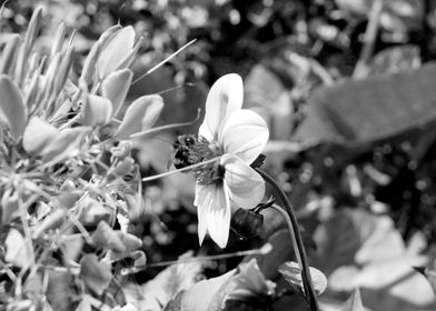 Bumble Bee 2 Black and White, Hinton Ampner, Summer 2023