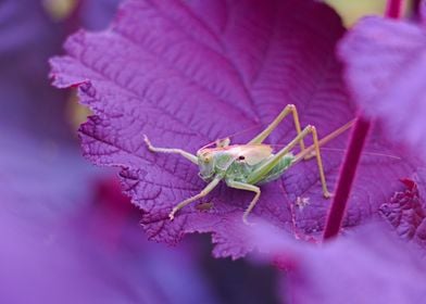 Green Cricket on Purple Leaf