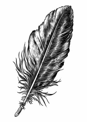 Black and White Feather Illustration