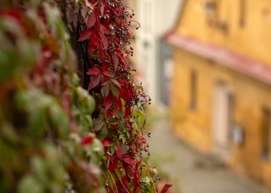 Autumn Vine with Berries