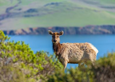 Female Elk by the Shore