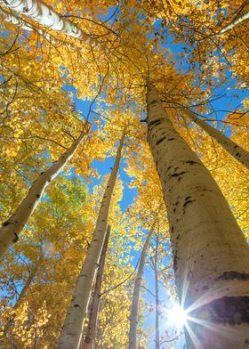 Golden Aspen Trees