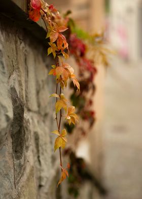 Autumn Vine on Stone Wall