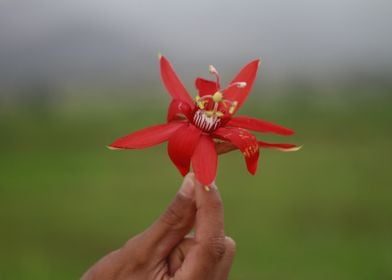 Red Passion Flower