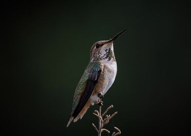 Hummingbird Perched on Branch