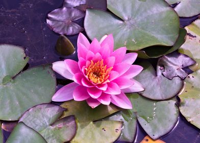 Pink Water Lily